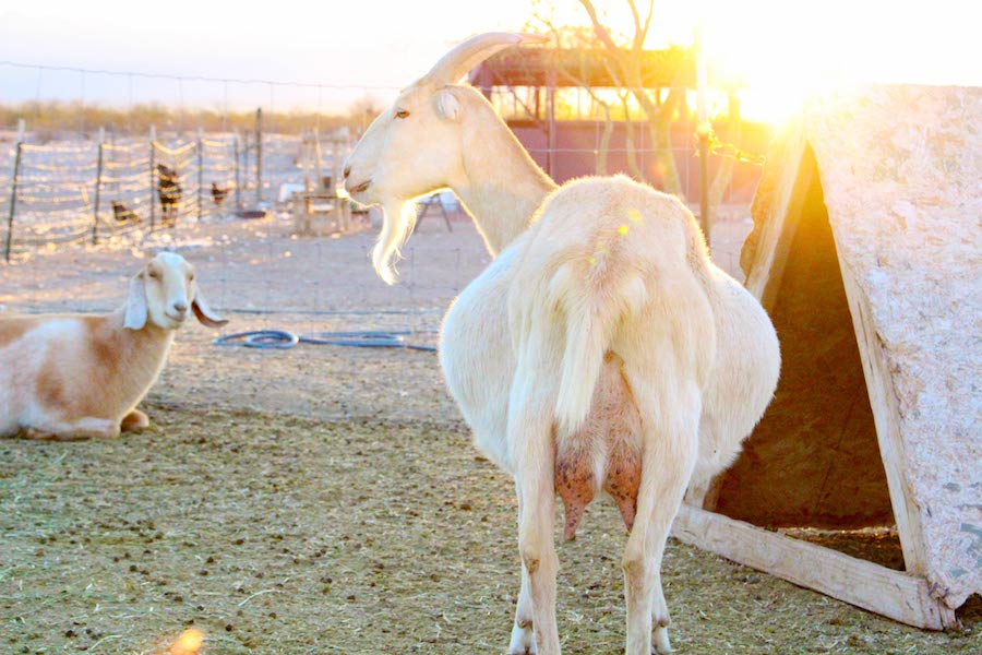 Get the best goat breed for your homestead and you’ll be set for years. Milk goats, meat goats and dual purposed goats are all compared in the following easy-to-use guide.