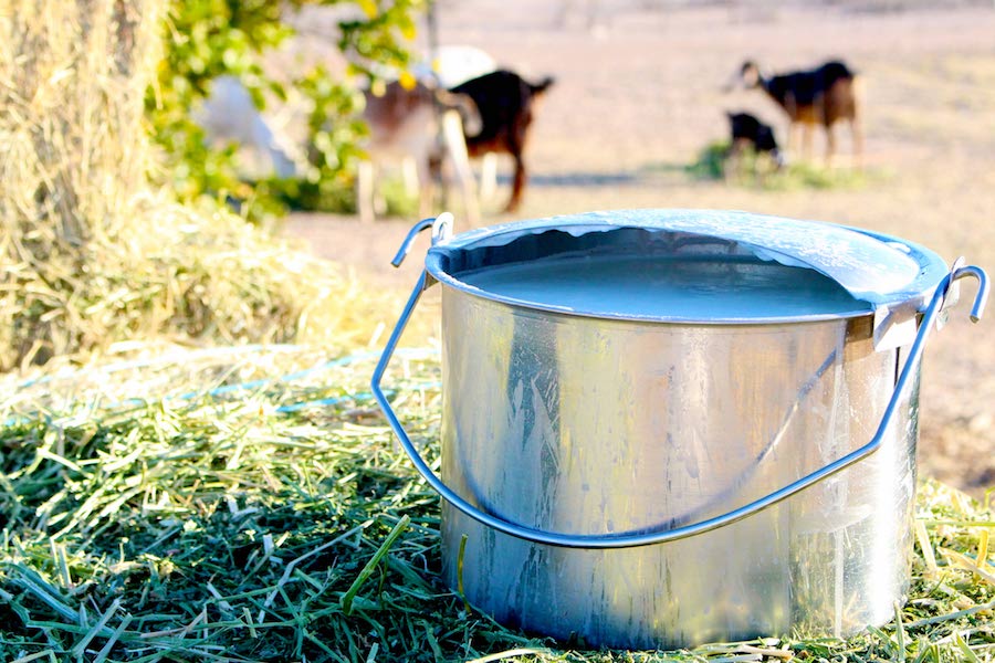 Get the best goat breed for your homestead and you’ll be set for years. Milk goats, meat goats and dual purposed goats are all compared in the following easy-to-use guide.