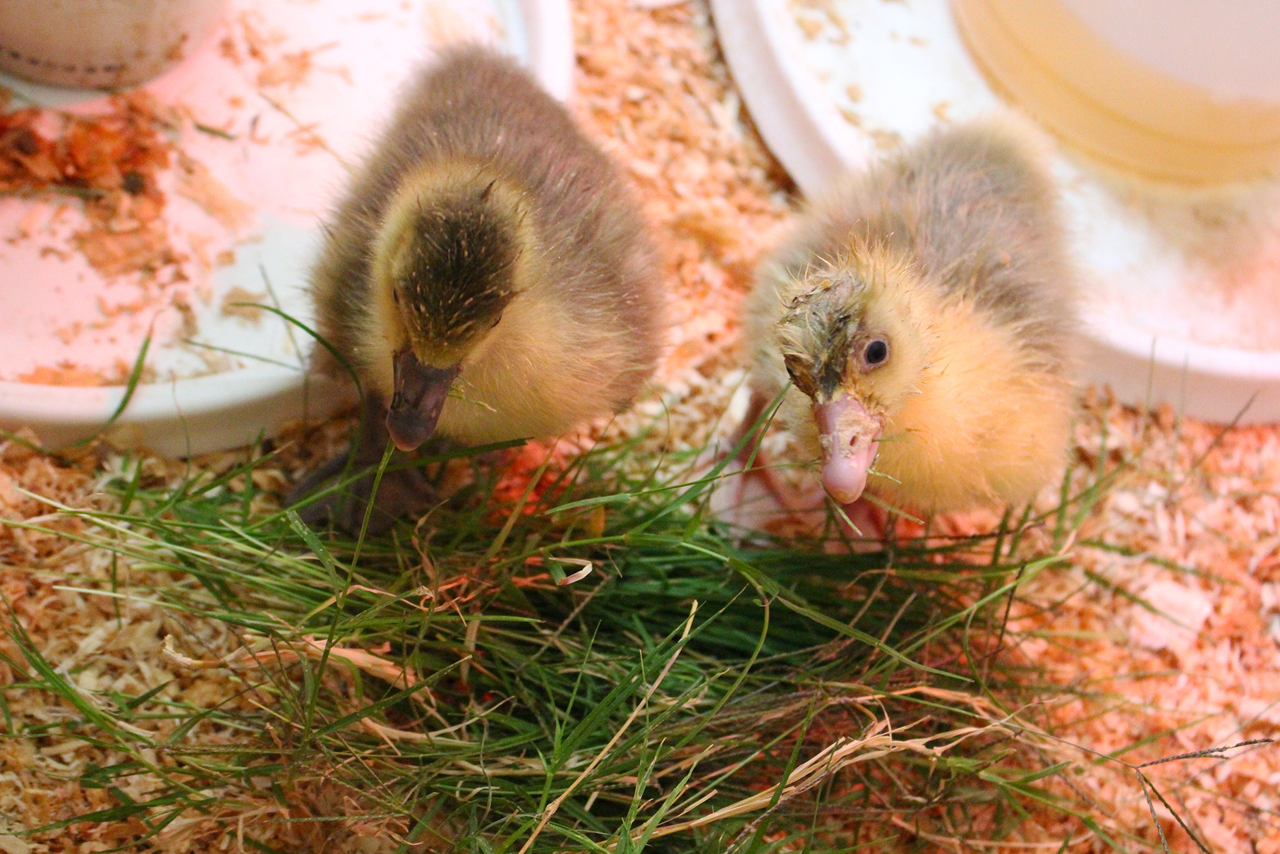 Here are 5 tips to take raising geese to the next level. These are simple tips you can apply to set your goslings on a path to a long, vigorous healthy life. Homesteading beyond the basics!