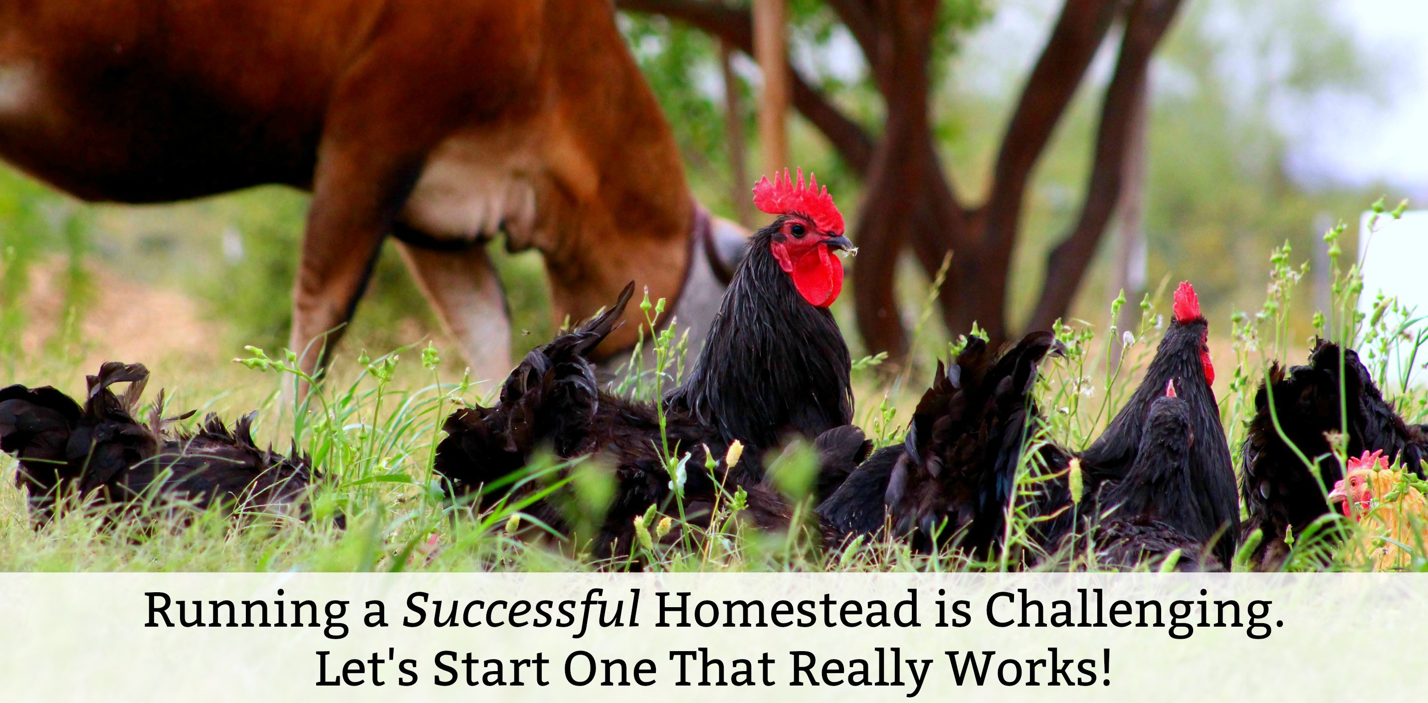 A Homesteading book for beginners and advanced alike! Grow your own sustainable, permaculture type of homestead that considers every aspect, with a plan and goal for the future. Soli Deo Gloria!