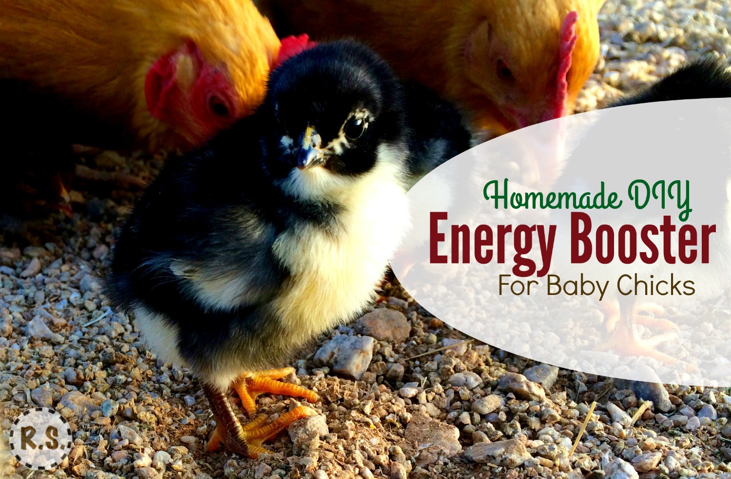 Raising baby chicks? Here’s a DIY energy booster or electrolyte recipe you can put in their water. Great for their health & easy for beginners. Important to getting your chicks off to a great start!