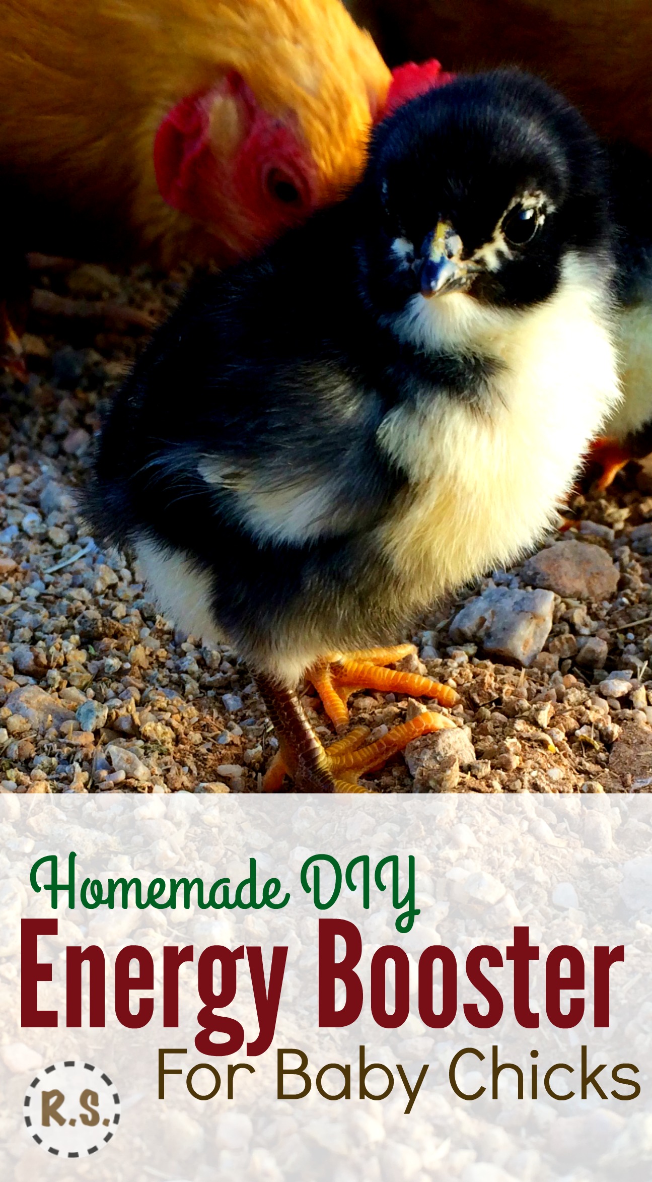 Raising baby chicks? Here’s a DIY energy booster or electrolyte recipe you can put in their water. Great for their health & easy for beginners. Important to getting your chicks off to a great start!