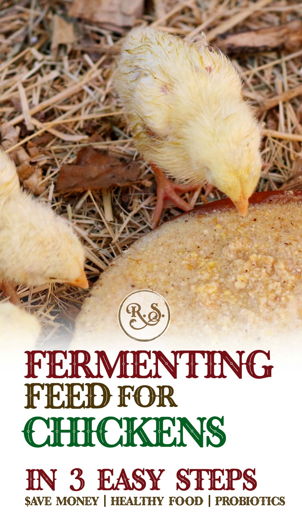 Fermenting chicken feed for your backyard chickens is a great way to save money on their food. Fermented feed can be fed for your hens, baby chicks, egg layers, broilers or meat chickens.