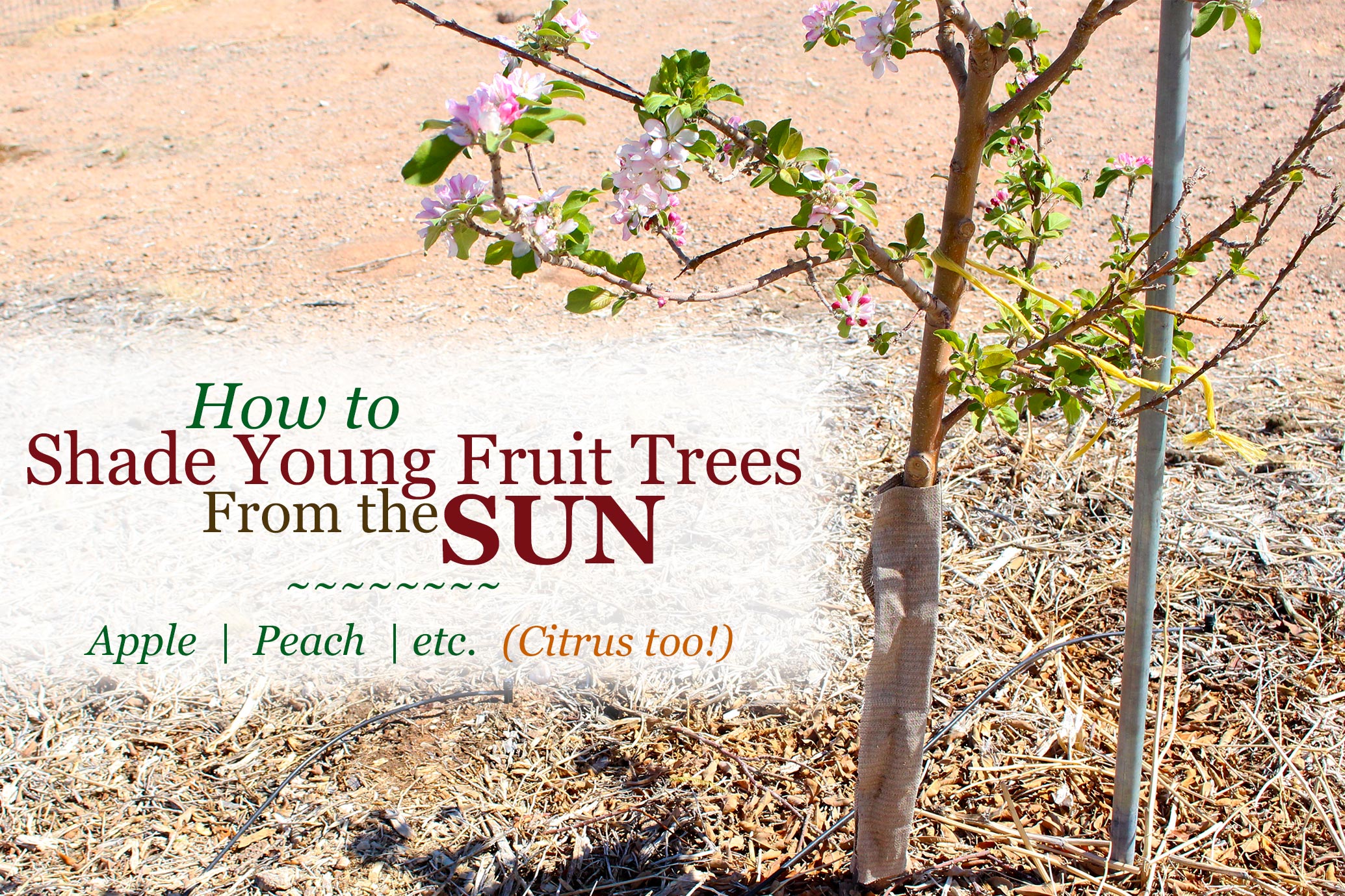 Learn how to protect your young fruit trees from the sun. This is great for both deciduous and citrus fruit trees. Prevent sunburn without the traditionally used chemical paint.