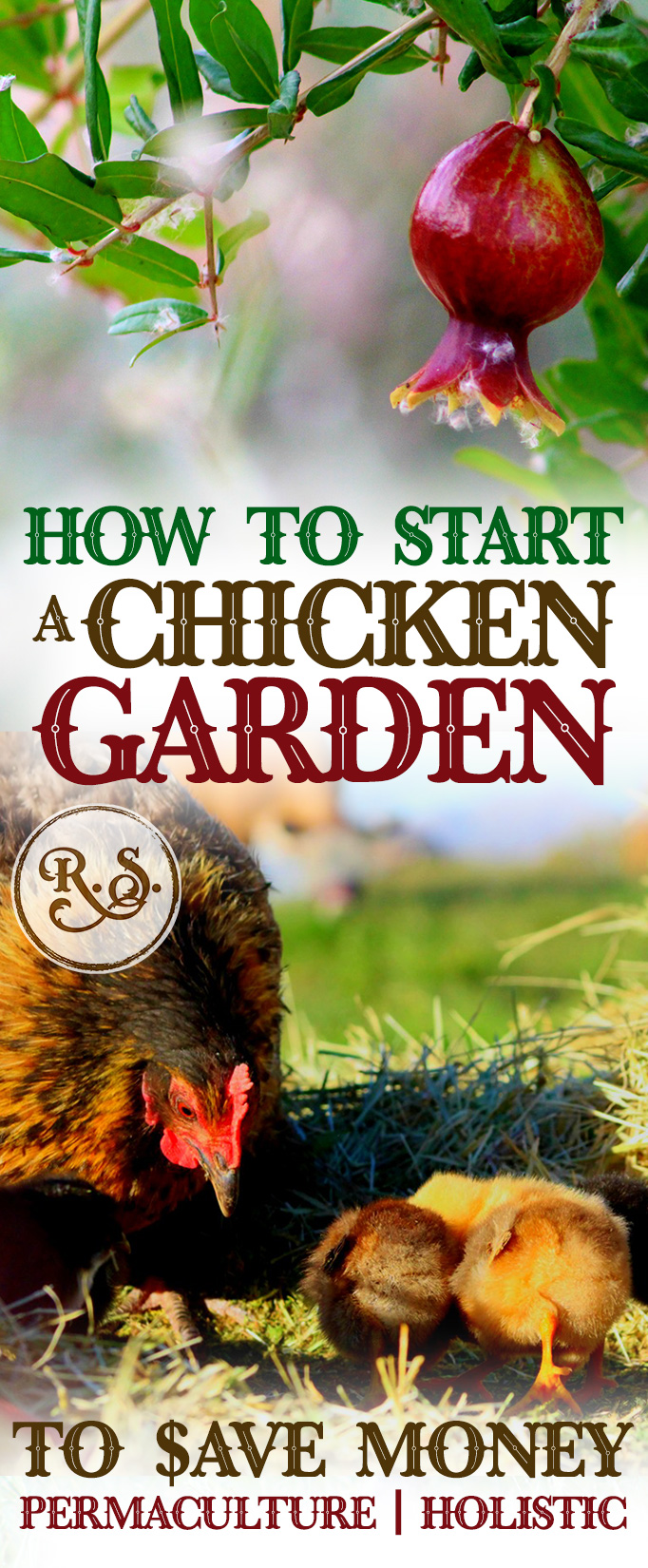 Learn how to grow a sustainable garden for your backyard chickens to save money on their feed bill. Plant shrubs, trees & herbs for a permaculture homestead. Great DIY ideas for beginners & beyond.