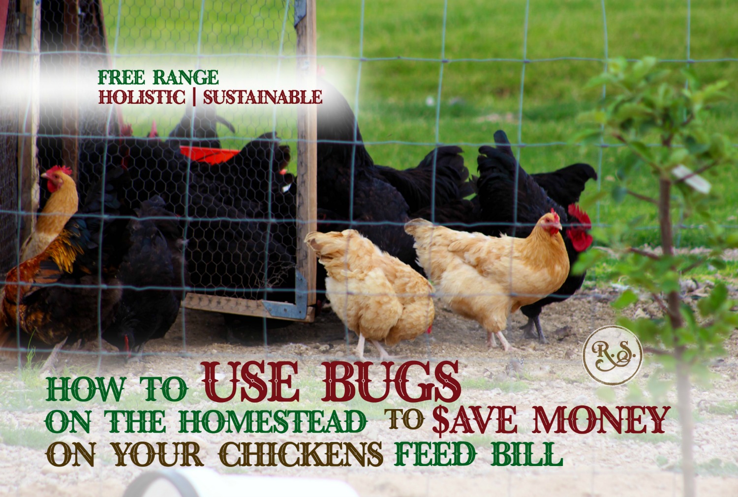 Manage your chickens to eat bugs around your homestead and save money on their feed bill. Small changes are how you get raise sustainable chickens. Your backyard chickens will love the freedom too.