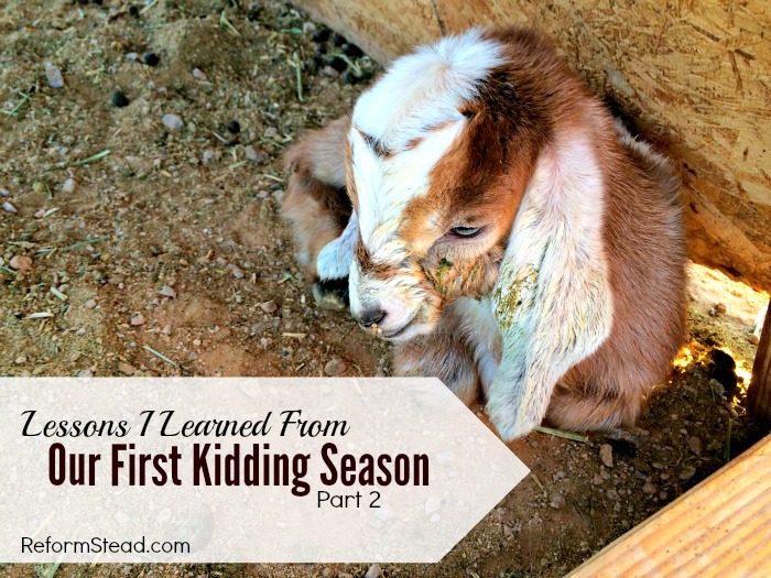 Our first goat kidding season was full of new challenges. I did lots of reading up on taking care of baby goats...and the kidding process. I was ready! But something I wasn’t expecting happened. Our first goat kidding season was full of new challenges. I did lots of reading up on taking care of baby goats...and the kidding process. I was ready! But something I wasn’t expecting happened.