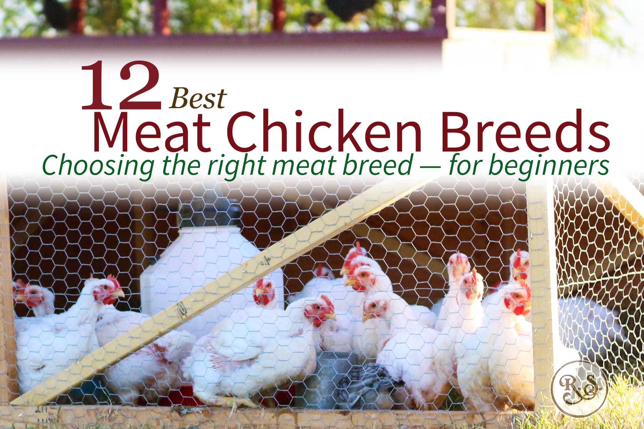 Here are 12 of the best meat chicken breeds for raising on your homestead. A great list for beginners who are looking to raise broilers. Both cross-bred & heritage breeds are compared here.