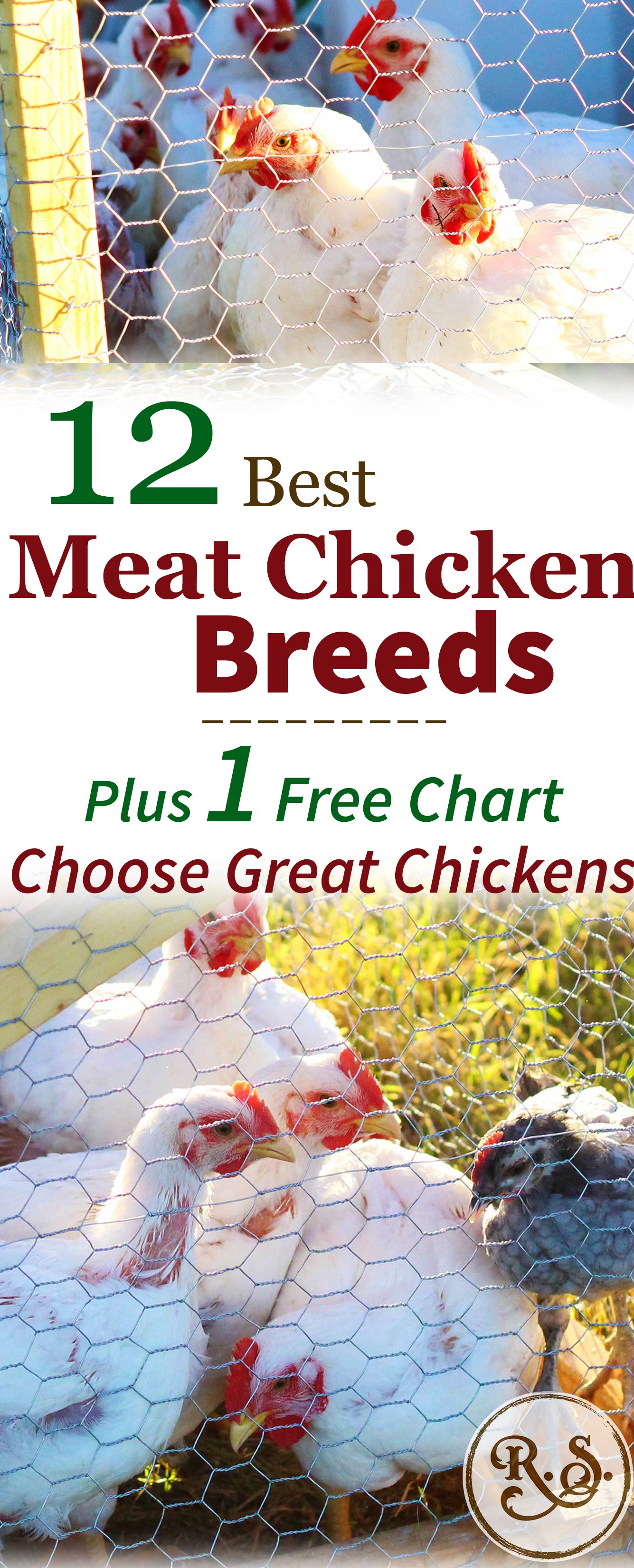 Here are 12 of the best meat chicken breeds for raising on your homestead. A great list for beginners who are looking to raise broilers. Both cross-bred & heritage breeds are compared here.