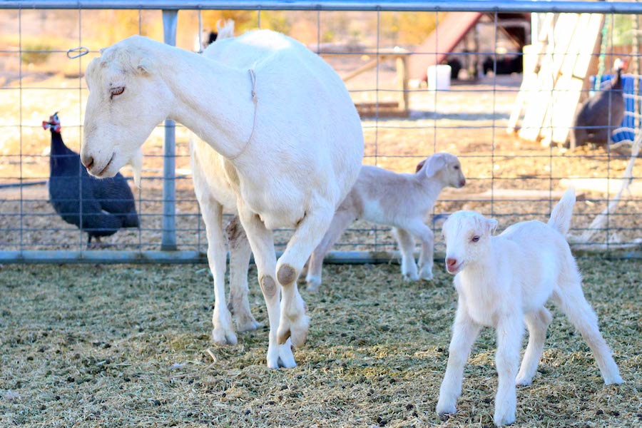 Get the best goat breed for your homestead and you’ll be set for years. Milk goats, meat goats and dual purposed goats are all compared in the following easy-to-use guide.