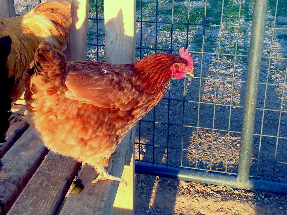 What are the best egg laying chickens? Which breeds should you consider when choosing your flock? Learn which chickens are going to lay the most and get your flock started on the right foot!