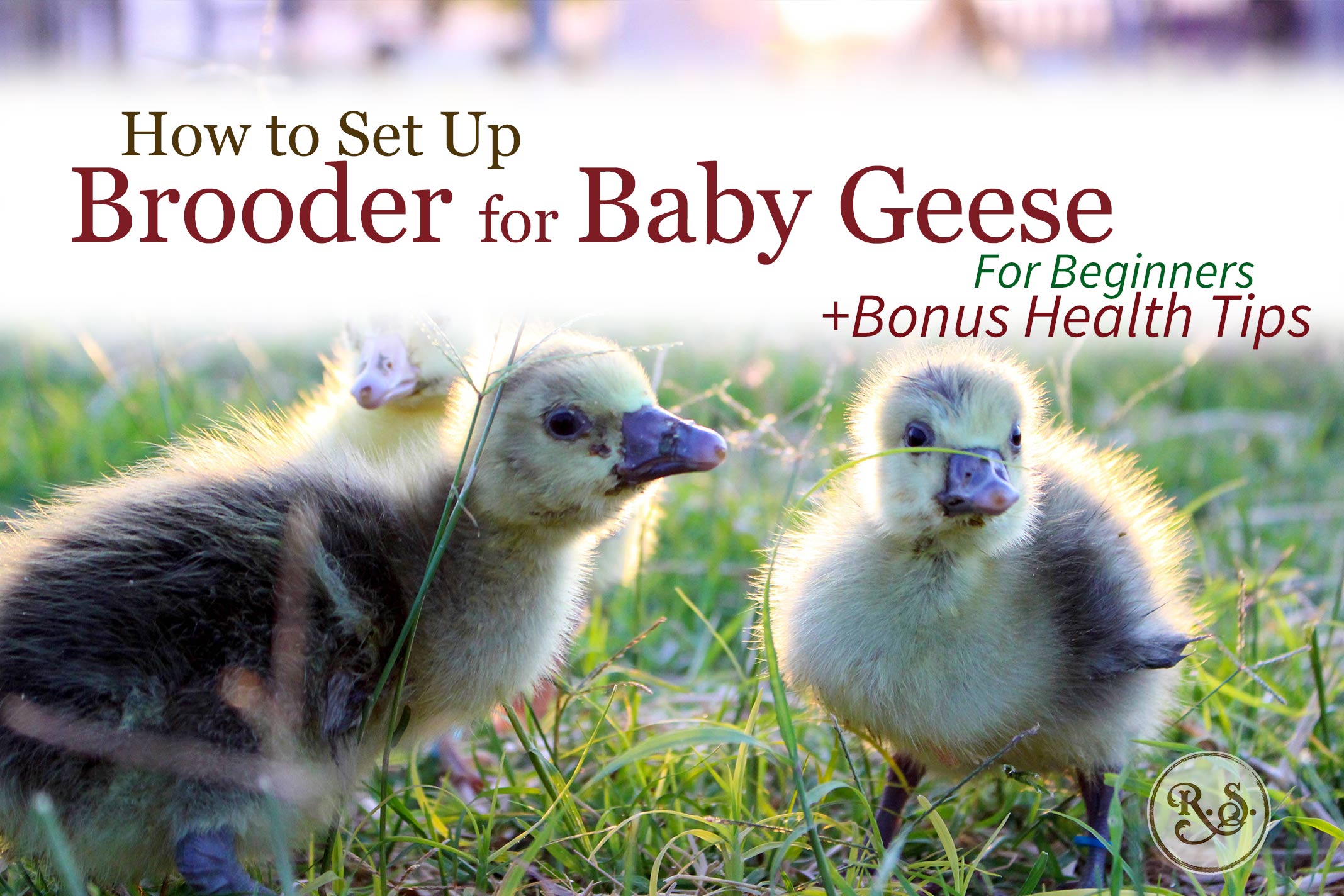 Raising geese starts with baby goslings. Learn how to set up a brooder and get your geese off to a healthy start—for beginners.
