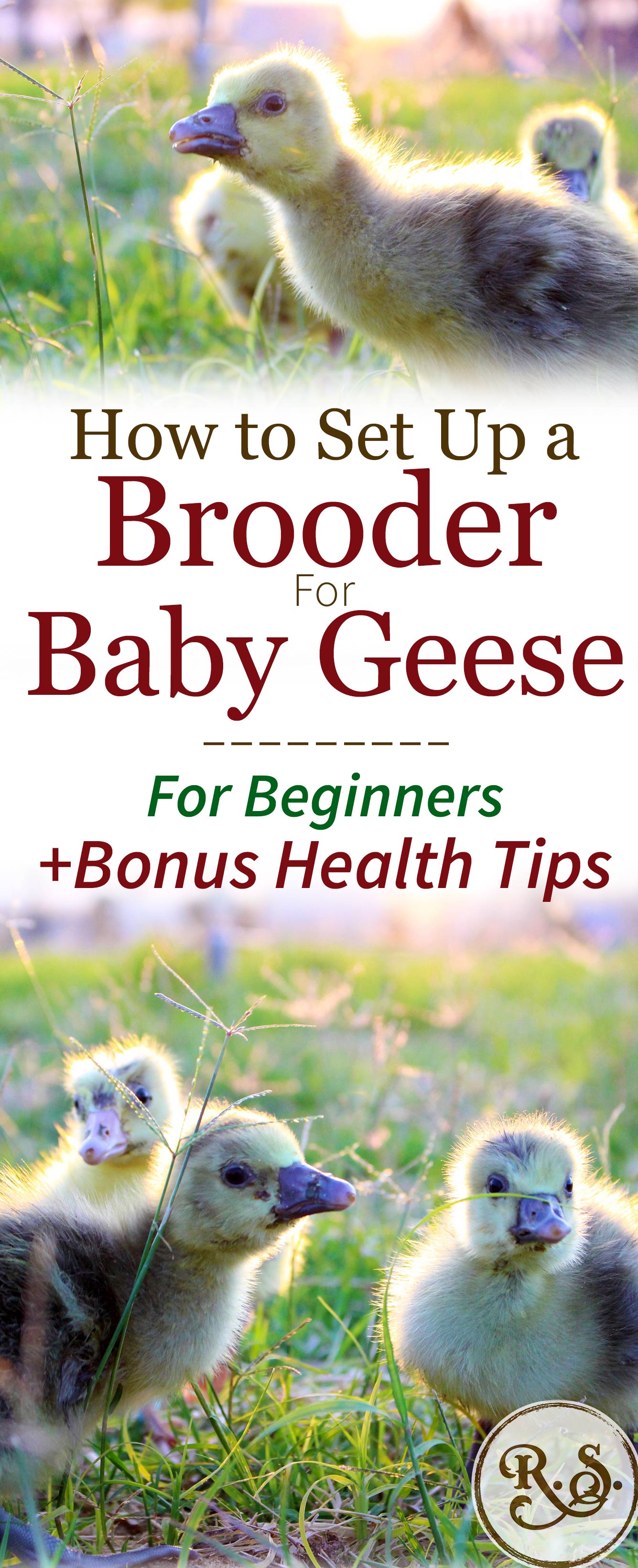 Raising geese starts with baby goslings. Learn how to set up a brooder and get your geese off to a healthy start—for beginners.