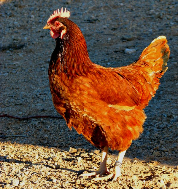 What are the best egg laying chickens? Which breeds should you consider when choosing your flock? Learn which chickens are going to lay the most and get your flock started on the right foot!