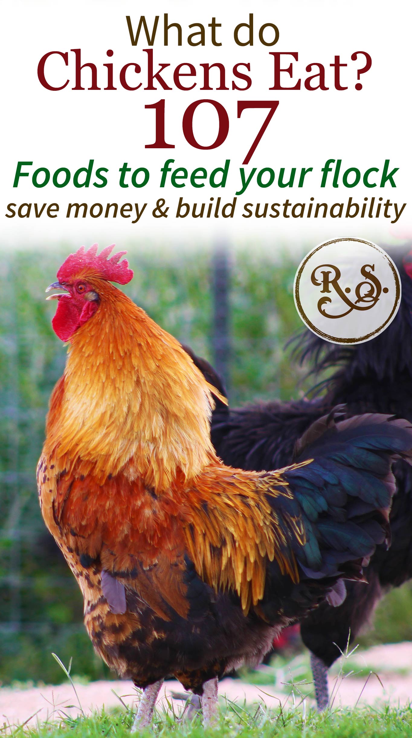 What do chickens eat? Here is your guide to feeding chickens. With 107 kinds of food to feed your backyard hens and roosters. Perfect DIY list of ideas to have for beginners.