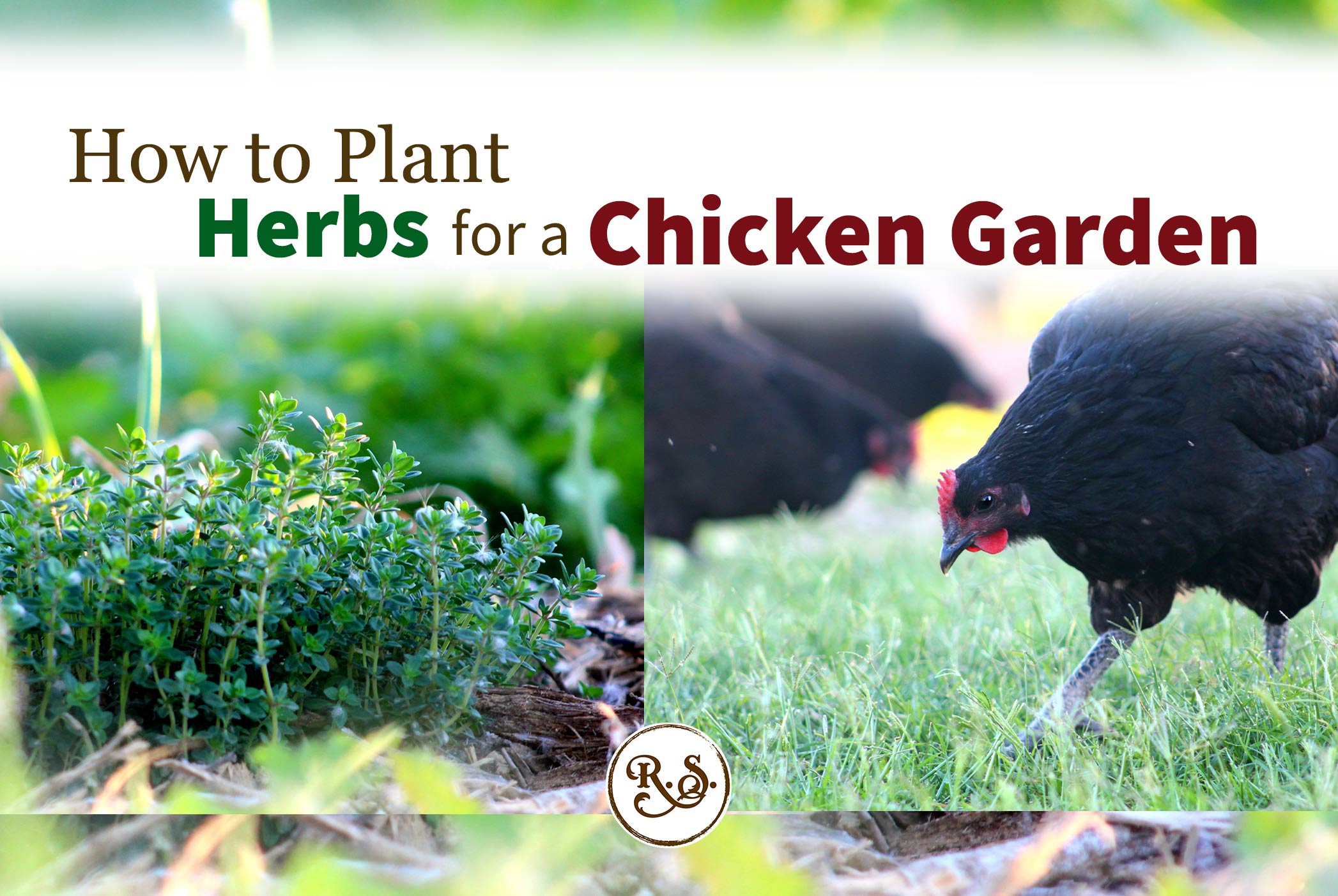 Grow herbs in your sustainable garden for your backyard chickens to save money. Natural health for your chickens—permaculture style. Great DIY herbal health ideas for your hens.