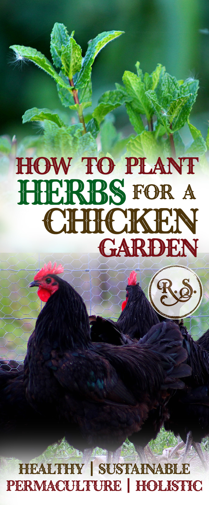 Grow herbs in your sustainable garden for your backyard chickens to save money. Natural health for your chickens—permaculture style. Great DIY herbal health ideas for your hens.