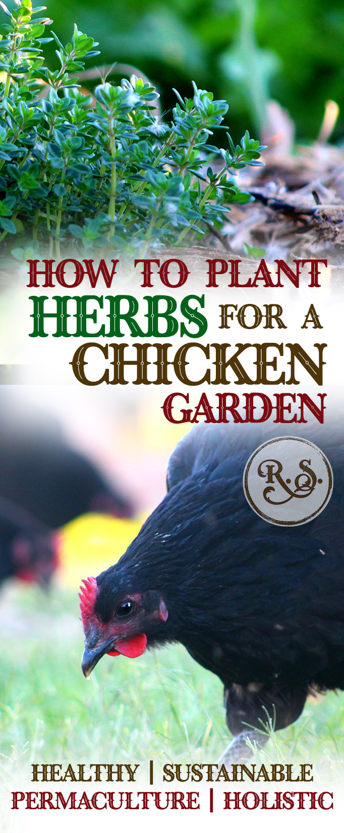 Grow herbs in your sustainable garden for your backyard chickens to save money. Natural health for your chickens—permaculture style. Great DIY herbal health ideas for your hens.